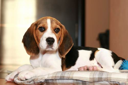 beagle green hill libro